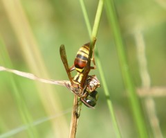 Polistes humilis synoecus