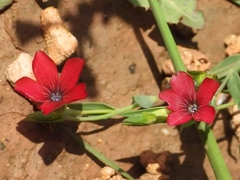 Linum decumbens
