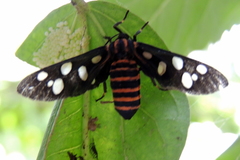 Amata passalis
