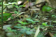 Alophoixus ochraceus