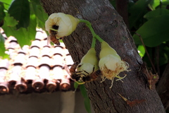 Syzygium samarangense