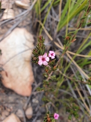 Acmadenia maculata