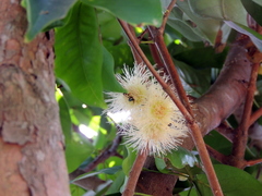 Syzygium samarangense