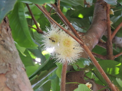 Syzygium samarangense