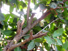 Syzygium samarangense