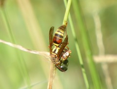 Polistes humilis synoecus