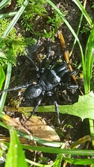 Sphodros niger