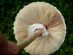 Macrolepiota dolichaula