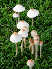 Macrolepiota dolichaula