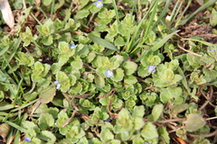 Veronica opaca