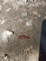 Polydesmus complanatus