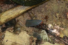 Kalidasa nigromaculata