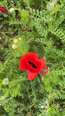 Papaver rhoeas