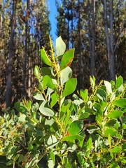 Acacia celastrifolia