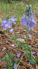 Veronica orsiniana