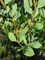 Acacia celastrifolia
