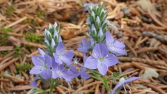 Veronica orsiniana