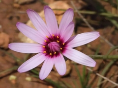 Pseudopodospermum undulatum