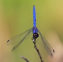 Trithemis dorsalis