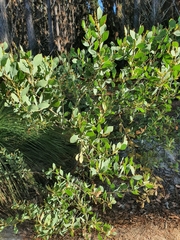 Acacia celastrifolia