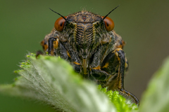 Cicadetta montana