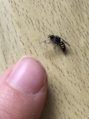 Ectemnius lapidarius