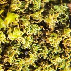 Tortella inclinata