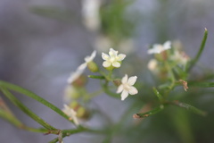 Platysace heterophylla
