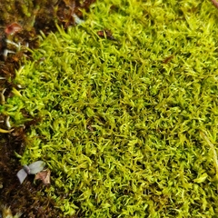 Tortella inclinata
