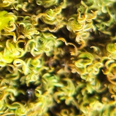 Tortella inclinata