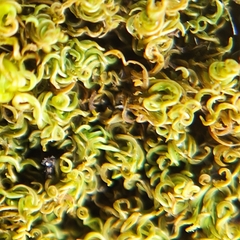 Tortella inclinata