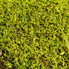 Tortella inclinata