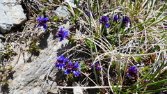 Veronica nummularia