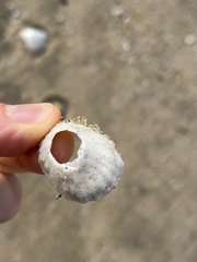 Niveotectura pallida