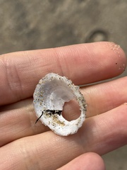 Niveotectura pallida