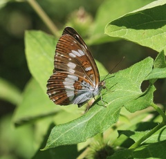 Limenitis camilla camilla