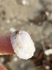 Niveotectura pallida