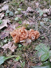 Gyromitra gigas