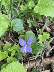 Viola riviniana