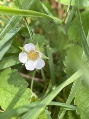 Potentilla sterilis