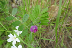 Vicia pyrenaica