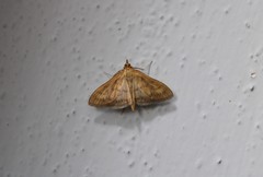 Paratalanta pandalis