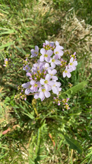 Cardamine pratensis
