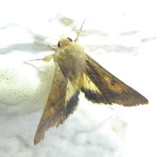 Australothis rubrescens