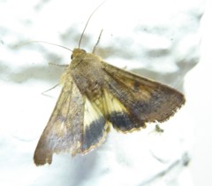 Australothis rubrescens