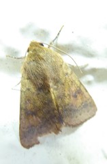 Australothis rubrescens