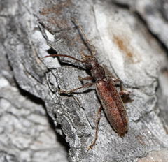 Oxypleurus nodieri