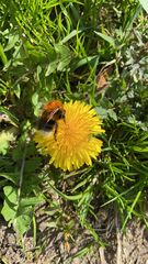 Bombus hypnorum