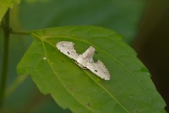 Penicillifera apicalis