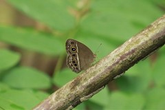 Mycalesis intermedia